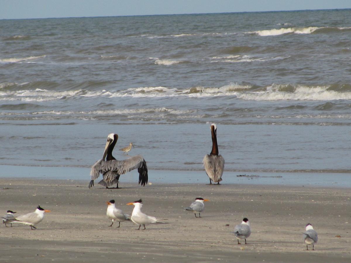 Peregrine Townhomes Surfside Beach Esterno foto